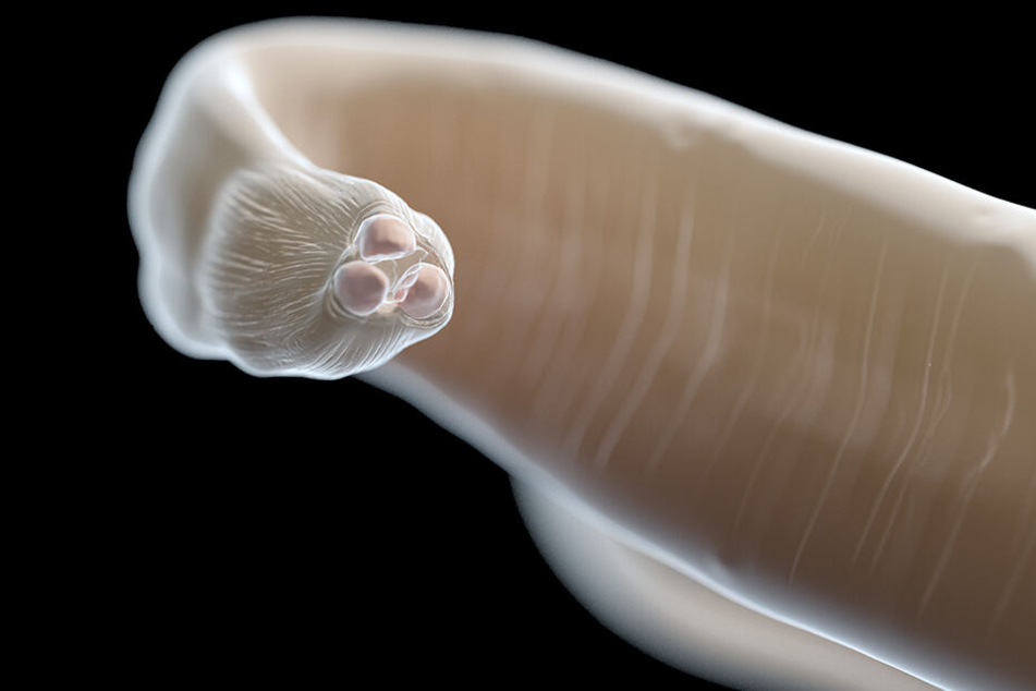 3D-Illustration eines Spulwurms.