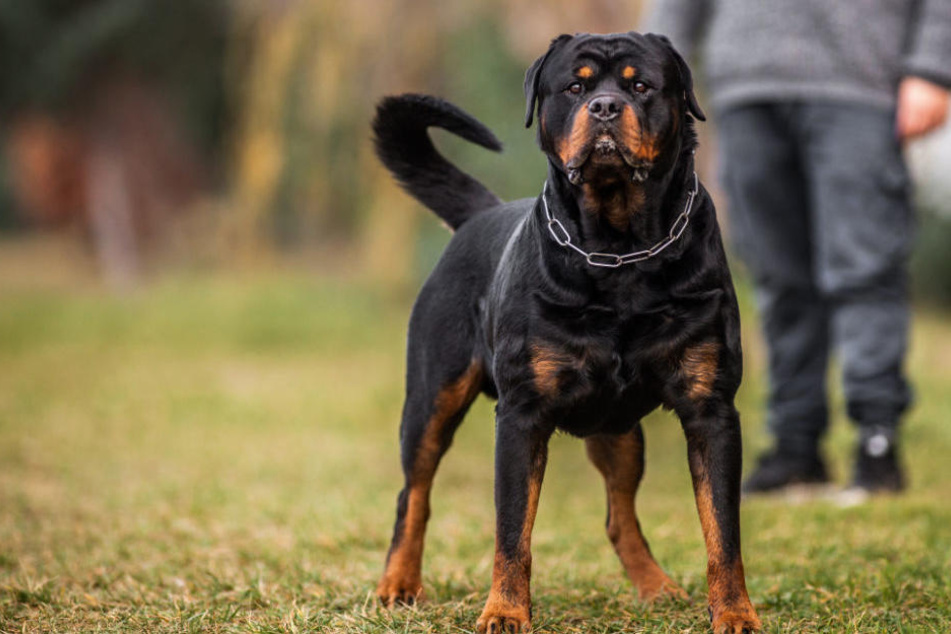 Ein Rottweiler und drei weitere Hunde fielen über den Jungen her. (Symbolbild)