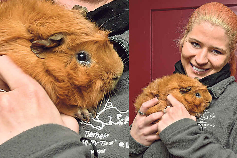 Tierpflegerin Josephine Braun (24) mit Meerschweinchen Franz-Herbert.