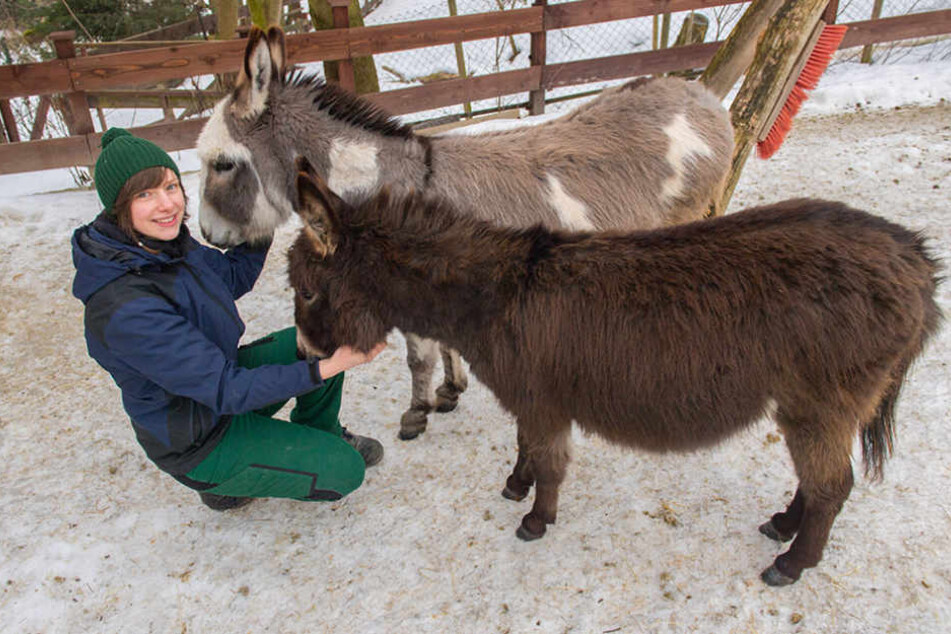Tierpflegerin Patrizia Weidlich schmust mit den beiden Mini-Eseldamen Amy
(hinten) und Neuzugang Sophy.