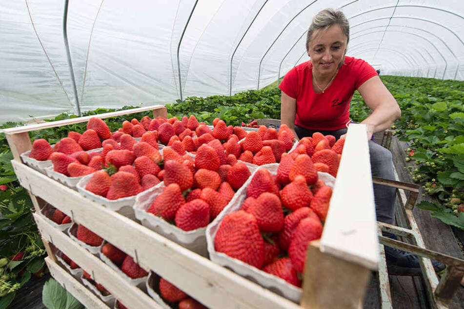 Die polnische Erntehelferin Josepha erntet in einem Folientunnel Erdbeeren. Auf Grund des Frostes der vergangenen Woche verzögert sich die Freilandernte.