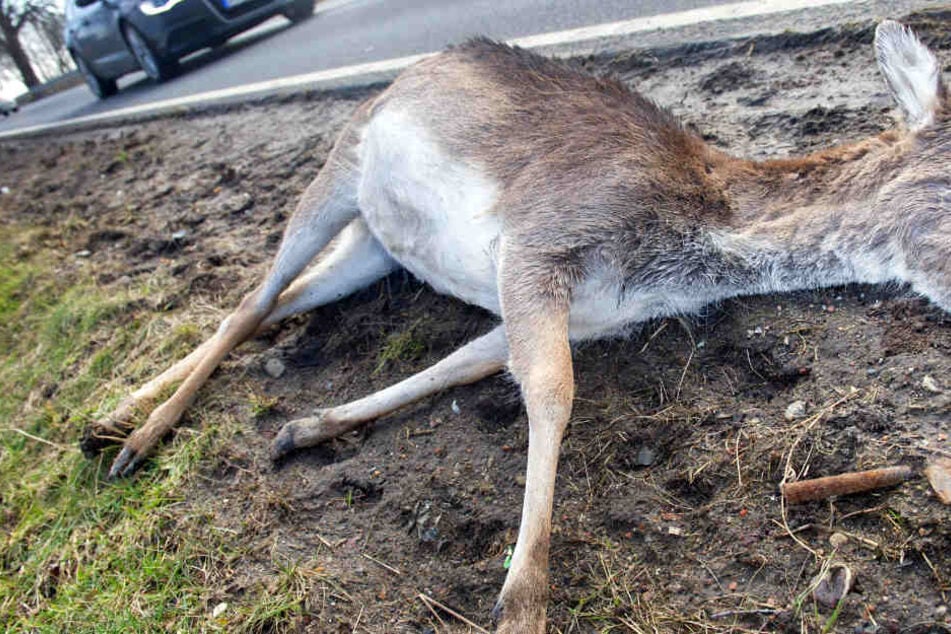 Seit Samstag liegt das erschossene Reh nun schon an der Autobahn. (Symbolbild)