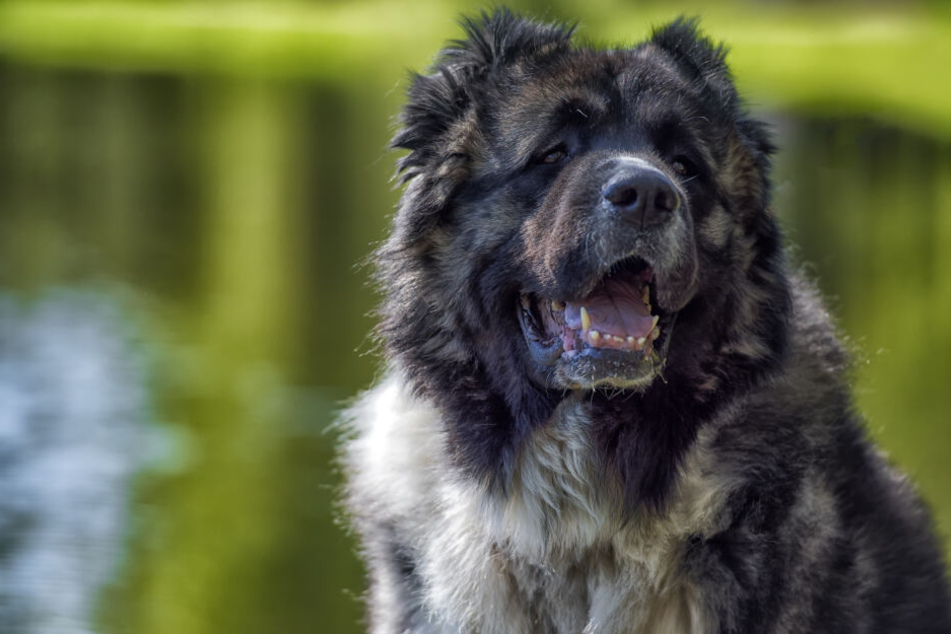Das Bild zeigt einen Hund der Rasse Kaukasischer Schäferhund.