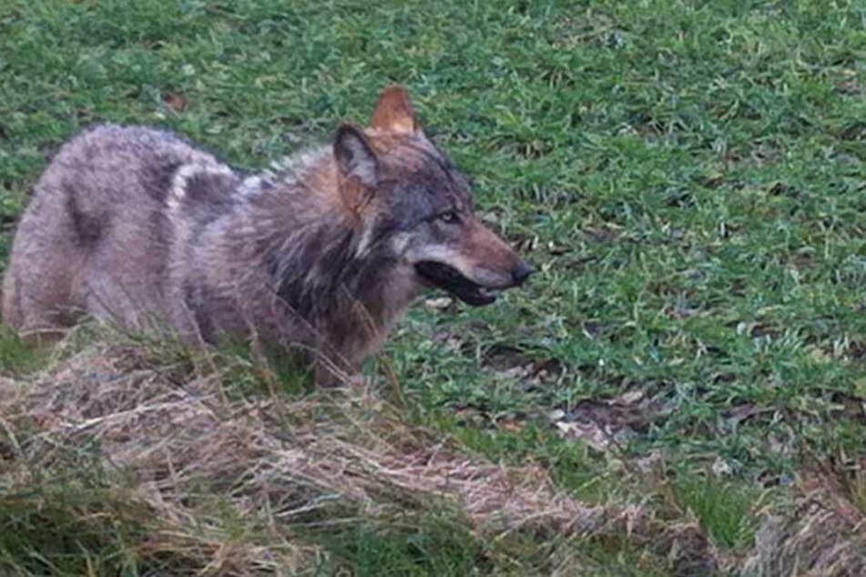 Weil der Wolf mehrere Tiere tötete, soll der Problemwolf erschossen werden.