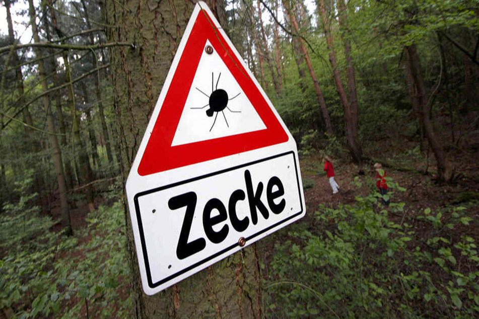 Die Zeckensaison in den Wäldern beginnt.