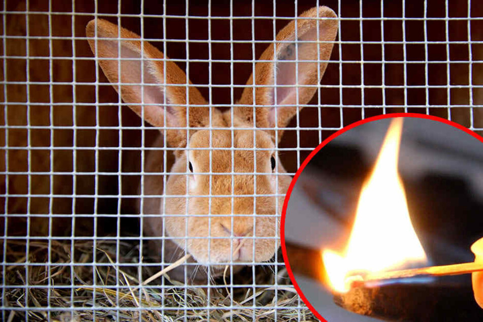 Glücklicherweise konnten die Schlappohren allesamt vor dem Feuer gerettet werden. (Symbolbild)