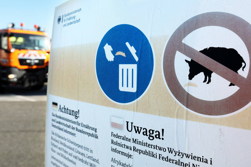 Dass die Schweinepest auch nach Deutschland kommt, ist wohl kaum zu verhindern.