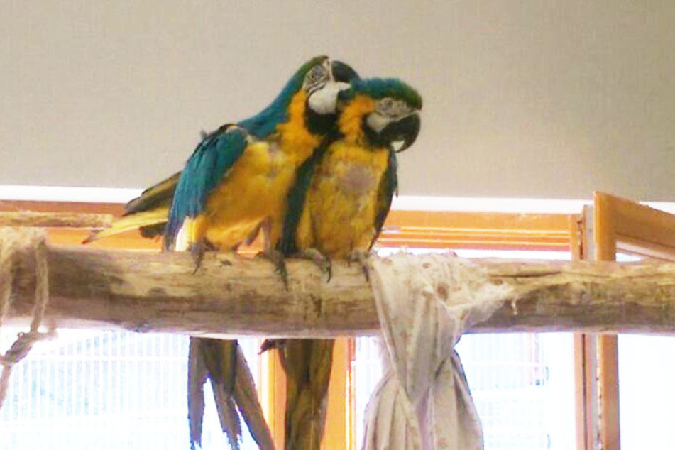 Gelbbrustara-Pärchen Coco und Cora kamen aus schlechter Haltung und fast ohne Gefieder. Das Tierheim gibt sie nur im Doppelpack ab.