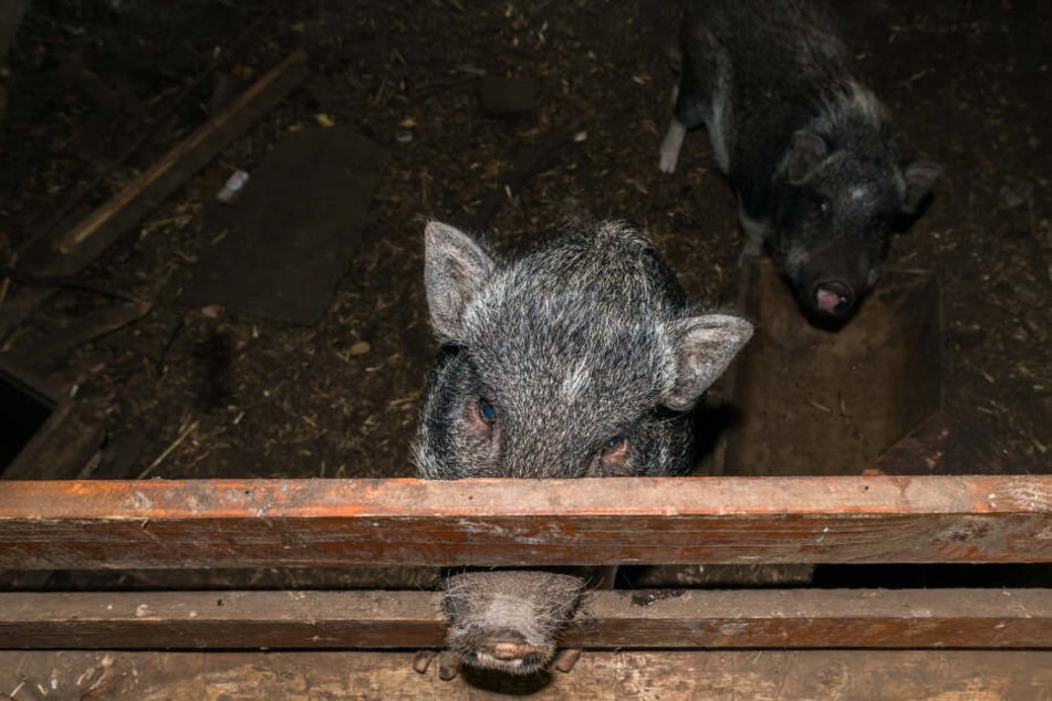 Die 24-Jährige wurde im Schweinestall festgehalten. (Symbolbild)