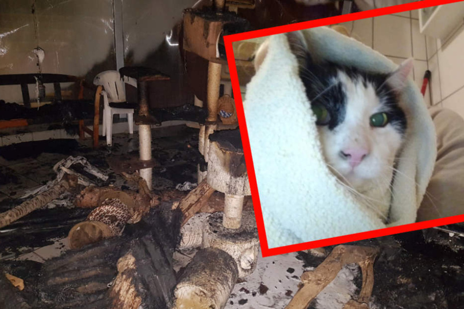 Das Zuhause zahlreicher Samtpfoten wurde durch das Feuer zerstört.