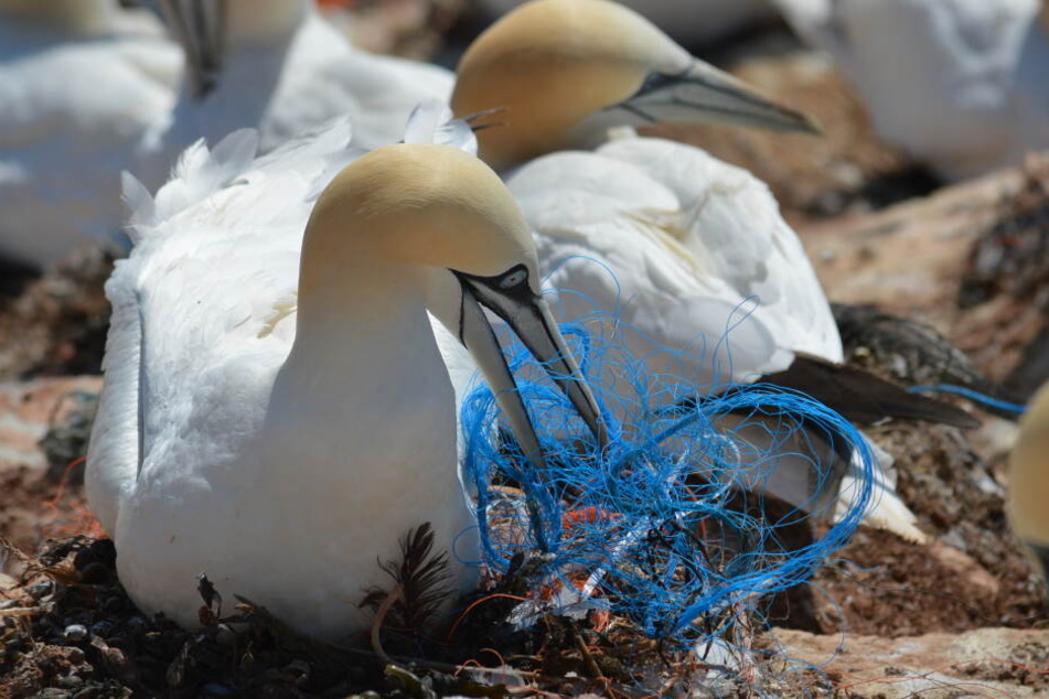 Der Plastikmüll wird für die Vogelwelt auf Deutschlands einziger Hochseeinsel Helgoland scheinbar immer problematischer und wird deshalb wissenschaftlich untersucht.