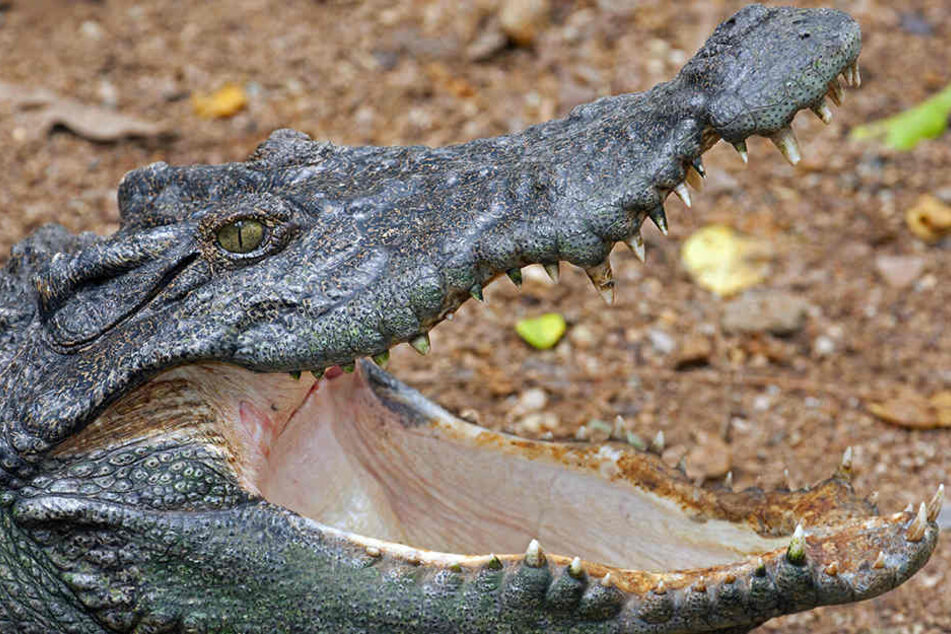 Eine Touristin wurde bei einem Foto mit einem Krokodil schwer verletzt.
