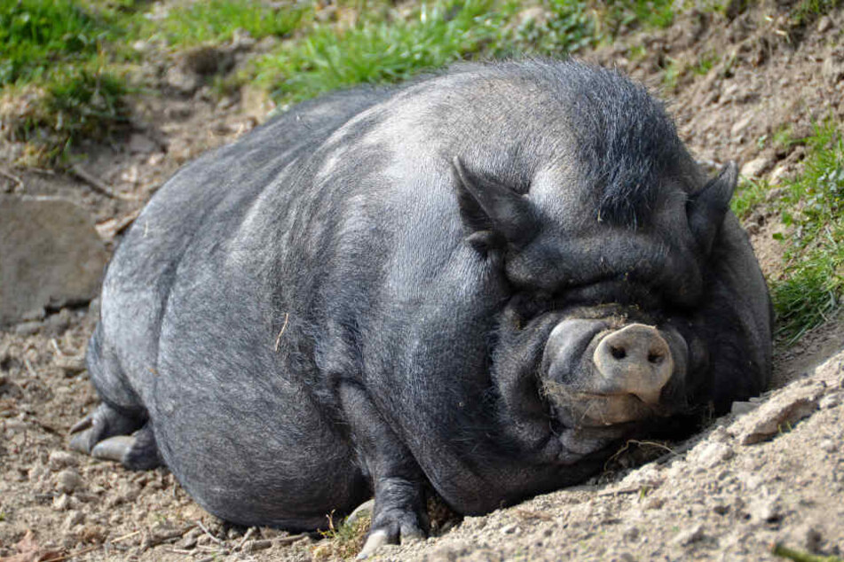 Das Schwein war äußerst zutraulich. (Symbolbild)