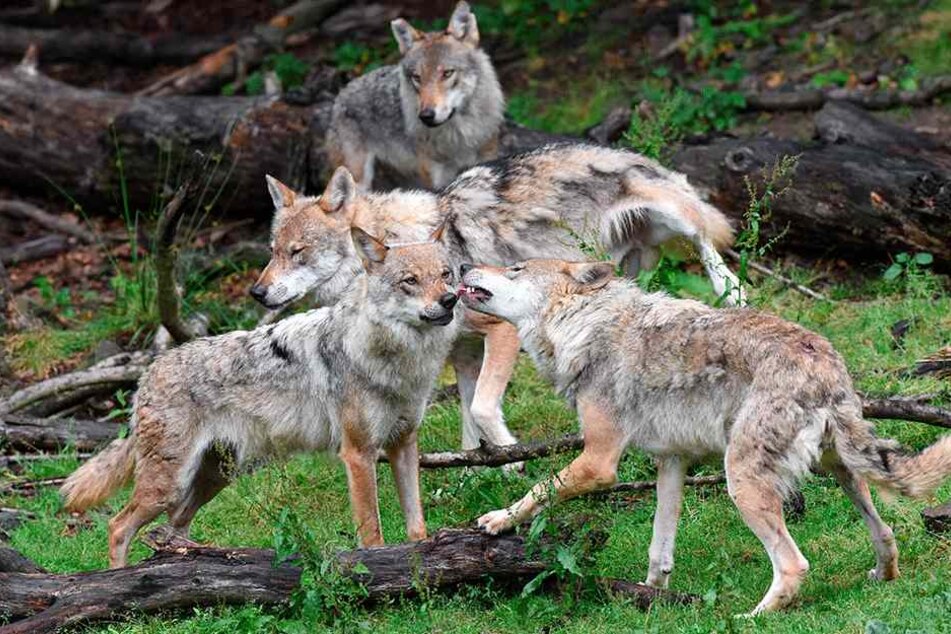 Müssen künftig an der Landesgrenze aufpassen: Wölfe in Sachsen.