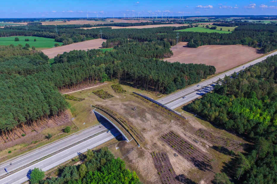Eine Grünbrücke in Brandenburg. Die Brücken dienen Tieren zur sicheren Überquerung von Autobahnen.