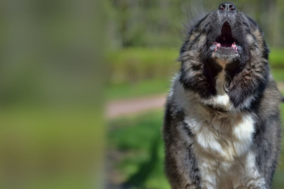 Bei einem Raubüberfall wurde am Montagabend ein Hirtenhund geklaut. (Symbolbild)