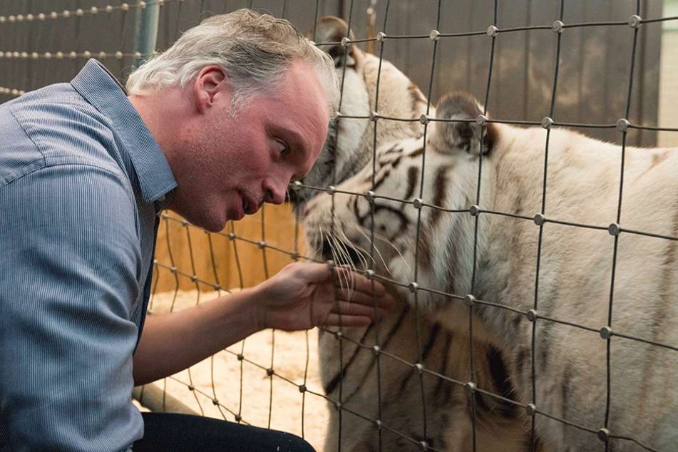 André Sarrasni (45) krault seine Tiger-Lady Kijana (3) durch das Gitter.