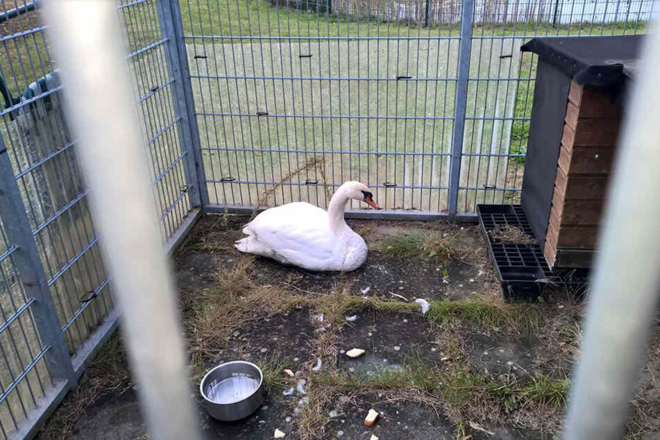 Der Schwan hatte keine äußeren Verletzungen, wollte aber nicht fliegen.
