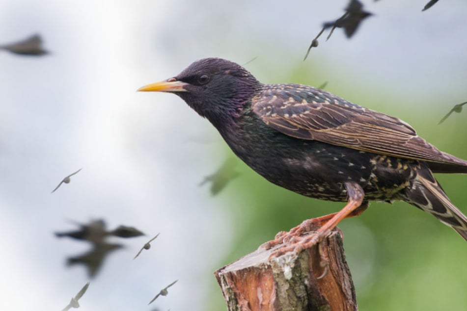 Das Sterben der Vögel gibt vielen Rätsel auf (Symbolbild).