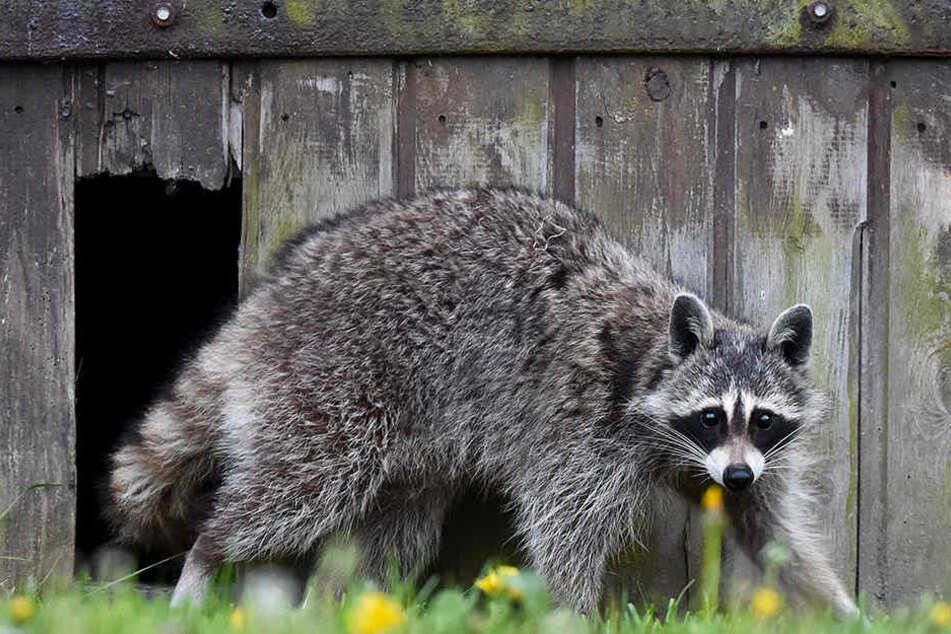 Auf Erkundungstour: Der Waschbär zieht gerne durch heimische Gärten (Symbolbild).