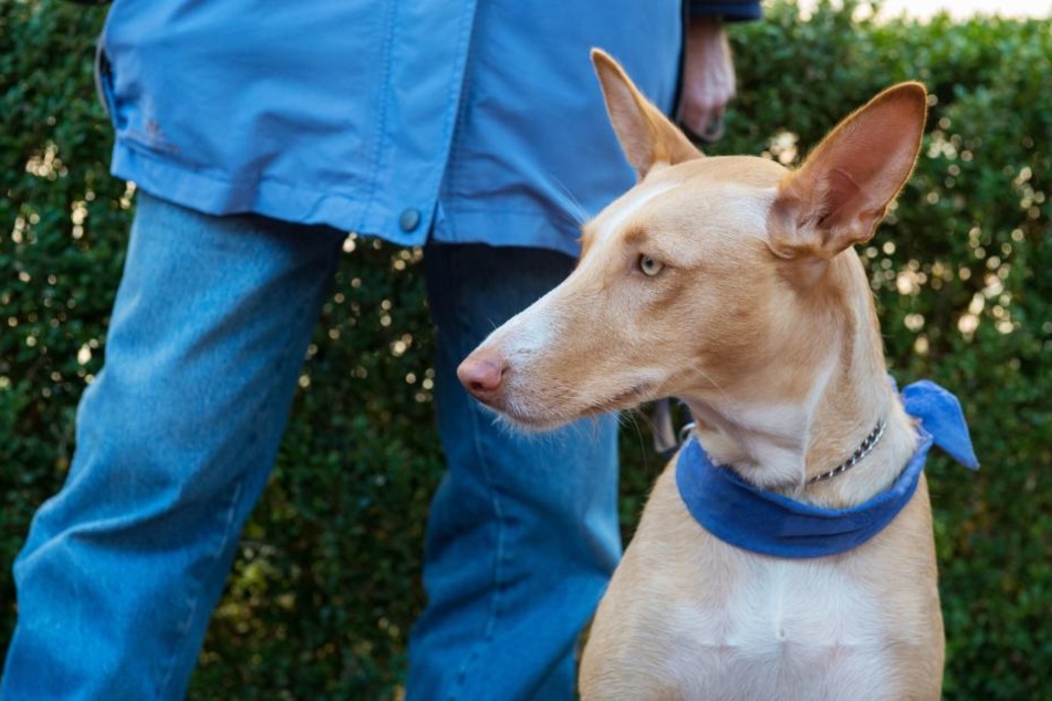 Ein 46-Jähriger darf seine Podenco-Mischlingshündin behalten. (Symbolbild)