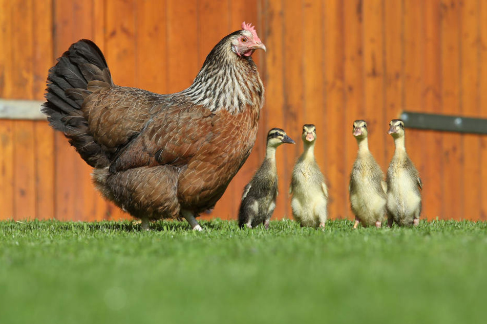 Ersatzmama: Huhn Emma steht mit den vier Laufenten-Küken auf einer Wiese in Altheim-Waldhausen.