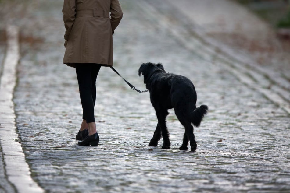 Der Hund machte durch sein bellen so sehr auf die Täter aufmerksam, dass diese die Flucht ergriffen. (Symbolbild)