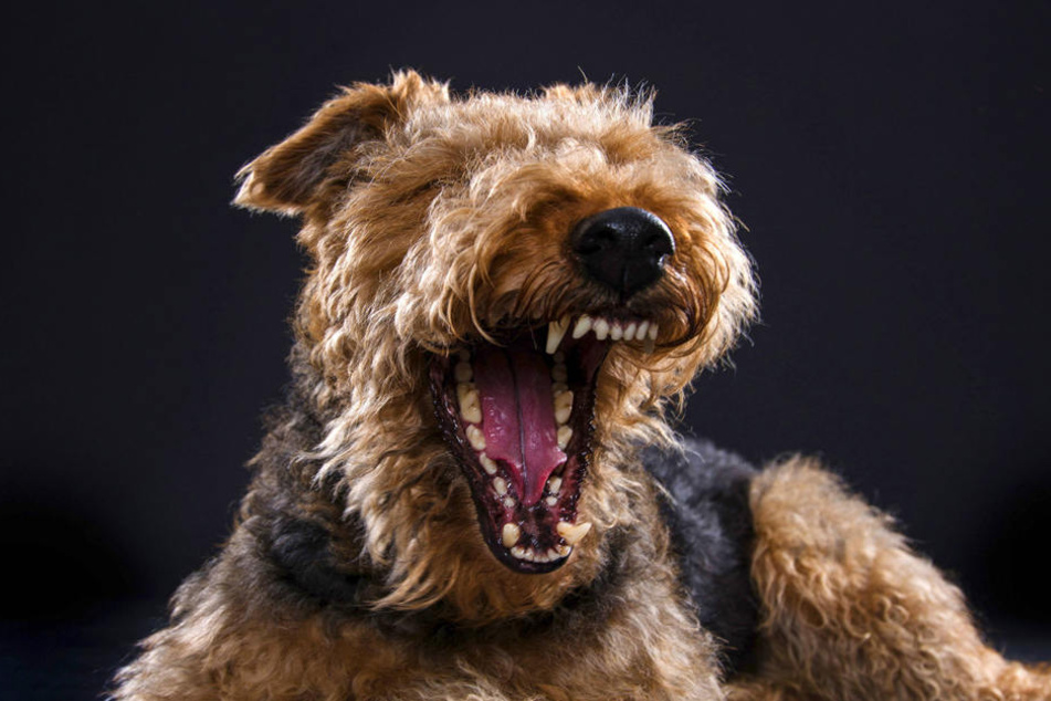 Ein Welsh Terrier hat in Gera einen Jungen gebissen.
