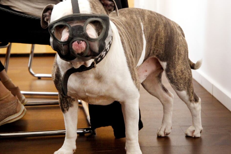 Das Gericht musste die Frage klären, wie gefährlich Bulldogge "Kalle" ist.