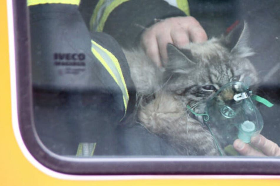 Feuerwehr Rettet Katze Aus Brennender Wohnung Und Muss Sie