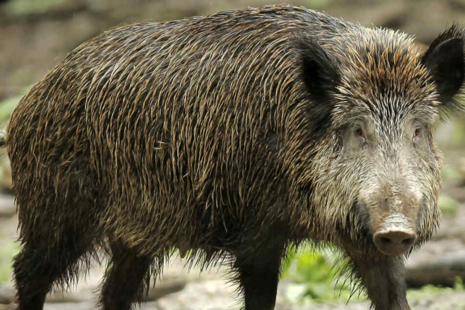 Ob das Erschießen so vieler Wildschweine wirklich die Lösung für das Problem ist? (Symbolbild)