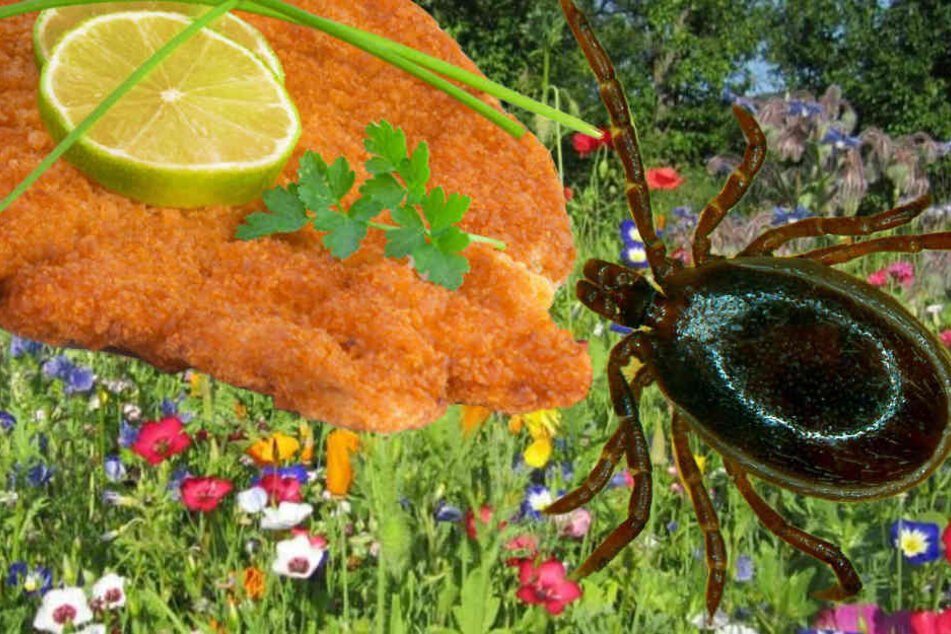 Schwellungen und Atemnot nach Fleischgenuss seien Reaktionen auf den Biss einer Lone Star Zecke.