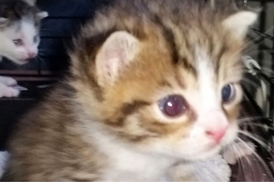 Die kleinen Katzen sind gerade einmal zwei bis drei Wochen alt.