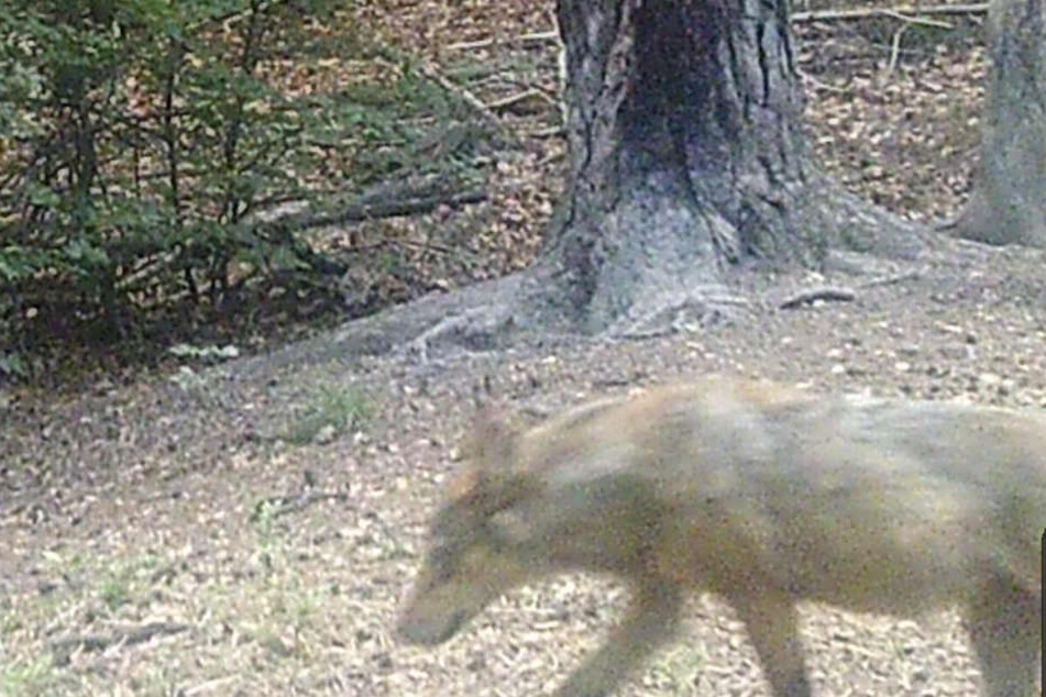 Der Wolf wurde vor gut vier Wochen von einer automatischen Fotofalle erfasst.