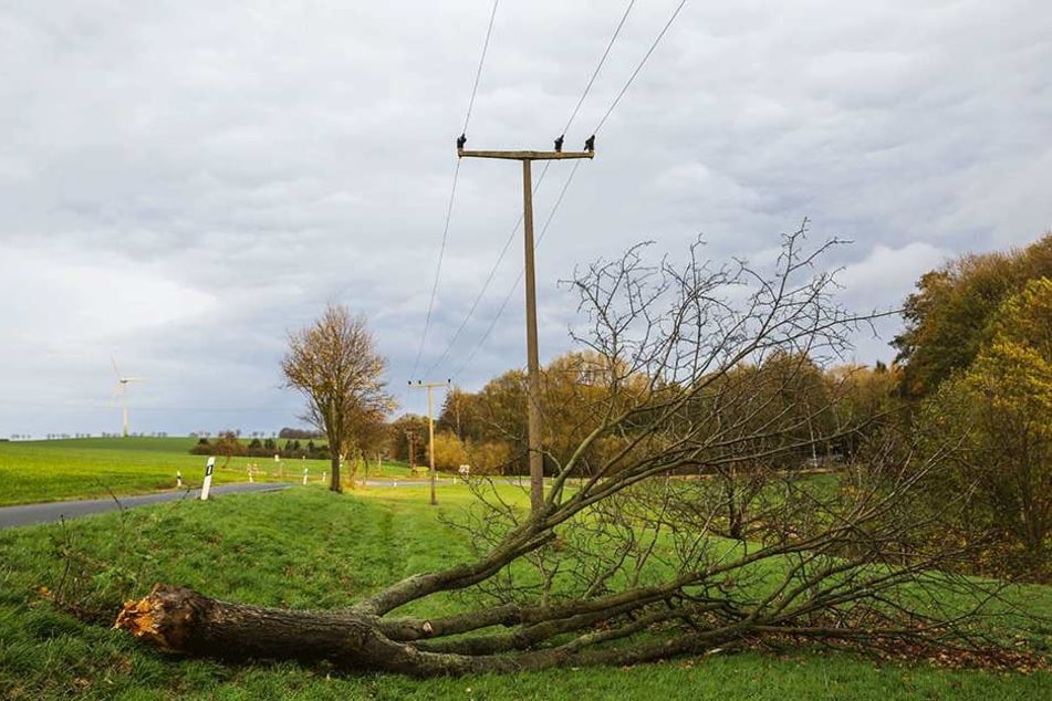 In ganz Sachsen knickte der Sturm reihenweise Bäume. Der Sachsenforst warnt
sogar vor seinen eigenen Wäldern: Lebensgefahr!