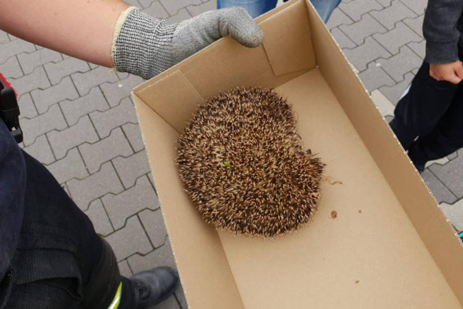 Geschafft: Das Stacheltier wurde von den angerückten Rettungskräften aus seiner Lage befreit. Über den Berg ist er jedoch noch nicht.
