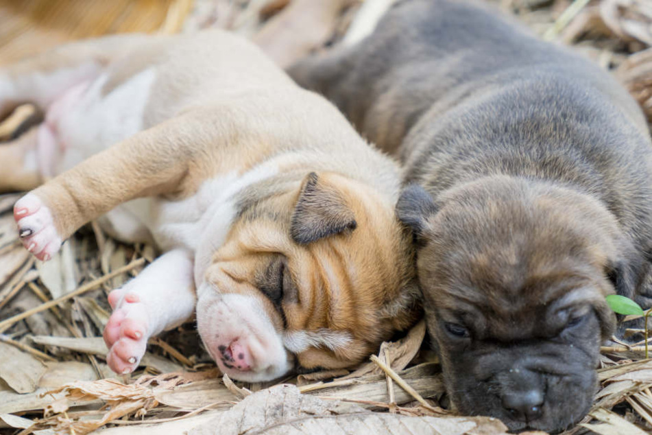 Die zwei Pitbull-Welpen wurden in ein Tierheim gebracht. (Symbolbild)