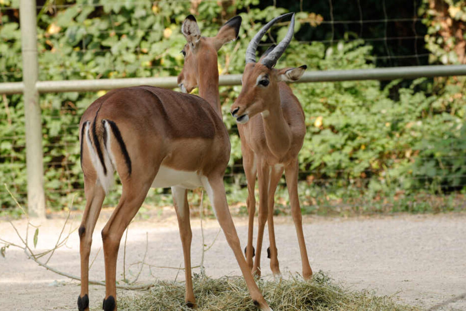 Soll sich paaren: Impala Horst (r.).