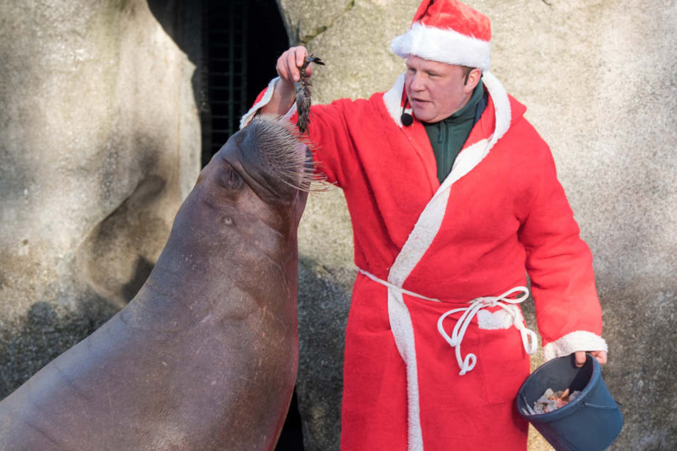 Dirk Stutzki, Tierpfleger, füttert als Nikolaus verkleidet ein Walross.