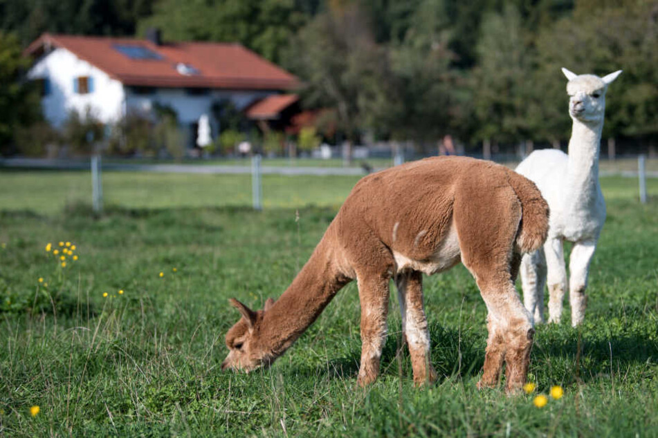 Es sind schon einige Alpakas verstorben, weil sie von Besuchern gefüttert wurden.