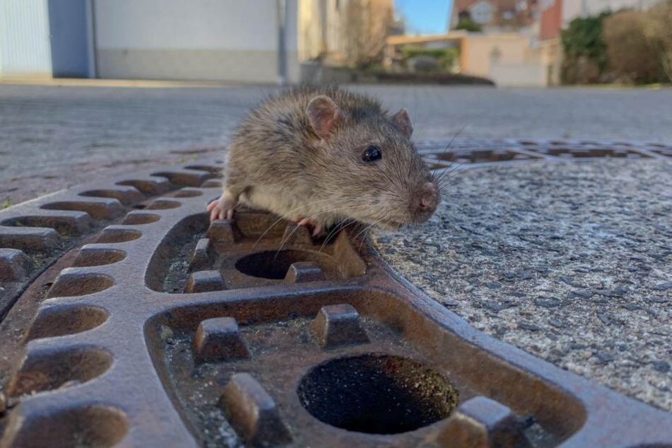 Ende gut, alles gut: Die Wanderratte konnte aus ihrer misslichen Lage befreit werden.