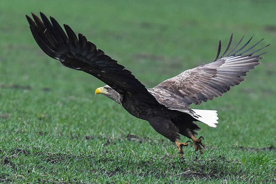 Der Seeadler fühlt sich pudelwohl in der Uckermark, doch sein Lebensraum ist in Gefahr. (Symbolbild)