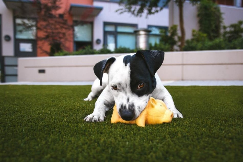 Gelangweilte Hunde machen öfters mal Unsinn.