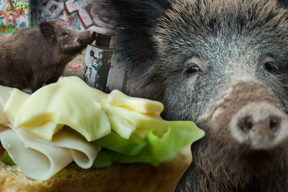 Gourmets unter den Wildschweinen gibt es nur vereinzelt.