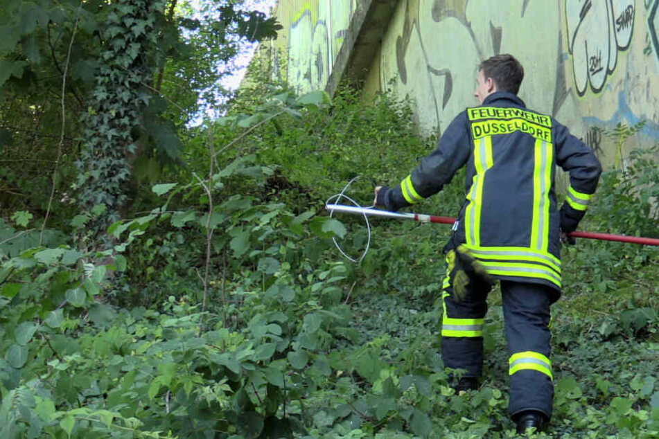 Vorsichtig pirscht sich der Feuerwehrmann an, aber umsonst ...