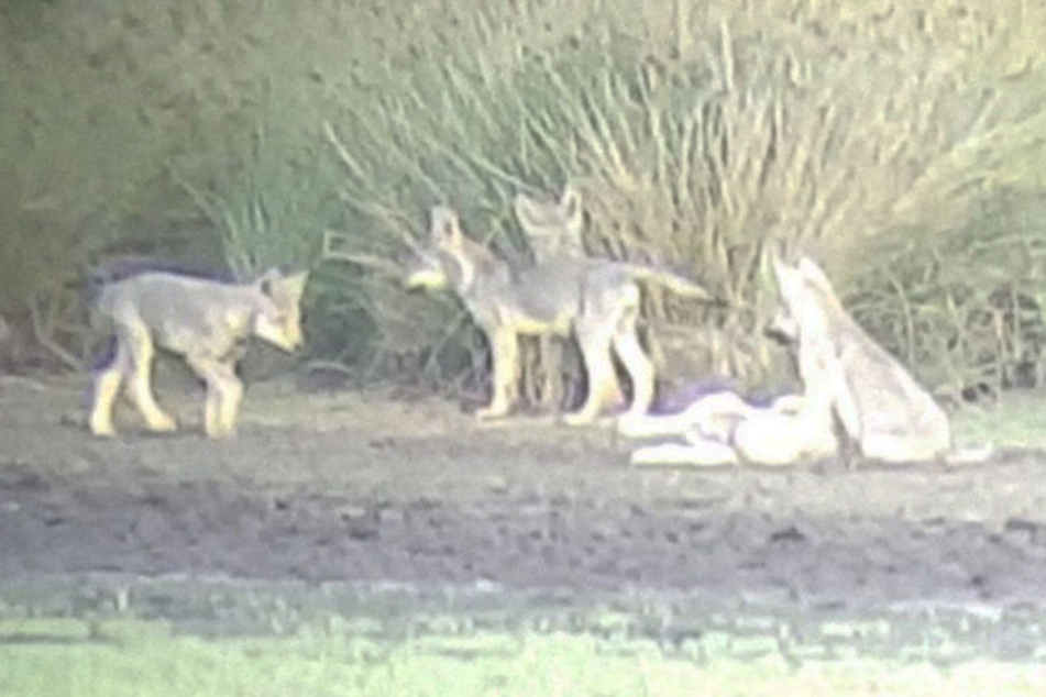 Das neue Rudel in Rotenburg (Wümme) hat sieben Wolfswelpen.
