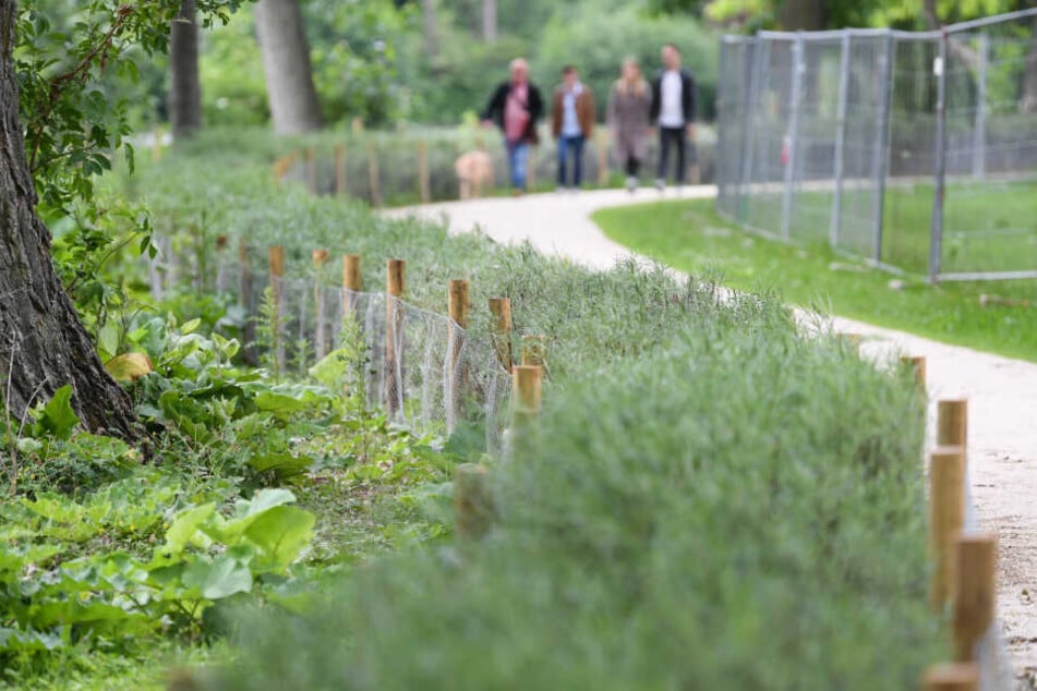 Die Hecke wird von einem Zaun eingegrenzt.