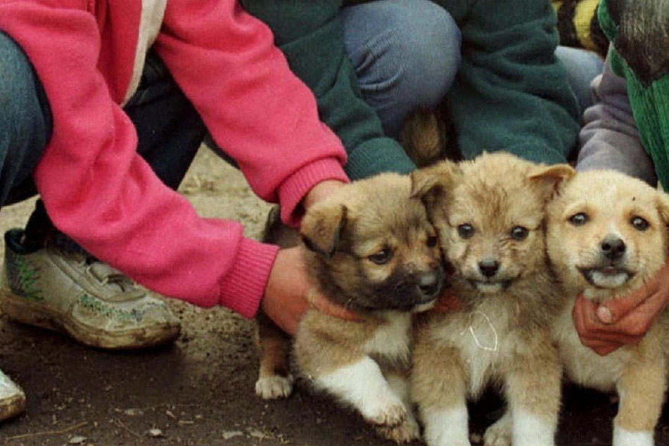 Die Kinder im Alter von eineinhalb bis 13 Jahren quälten die kleinen Hunde im Hinterhof. Nachbarn alarmierten die Polizei.