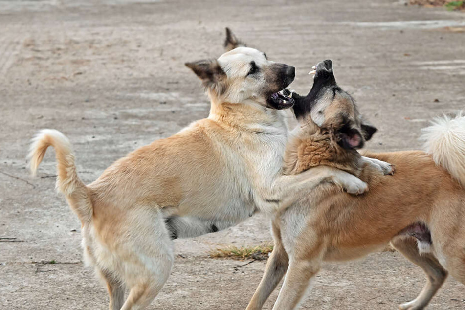 Mehrere Straßenhunde töten das Kind (†8).