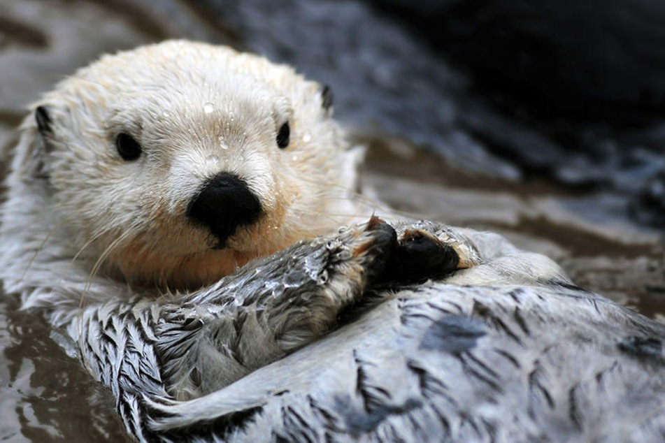 Deutsche und tschechische Otter sollen durch ein EU-Projekt gerettet werden.